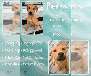 Mutt Dogs for adoption in Jacksonville, NC, USA
