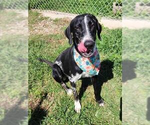 Catahoula Leopard Dog-Unknown Mix Dogs for adoption in Westminster, MD, USA