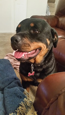 Rottweiler Dogs for adoption in Belleuve, NE, USA