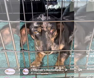 Dachshund Dogs for adoption in York, SC, USA