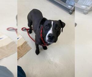 American Pit Bull Terrier-Unknown Mix Dogs for adoption in Santa Cruz, CA, USA