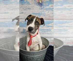 American Bulldog-Unknown Mix Dogs for adoption in Lakewood, CO, USA