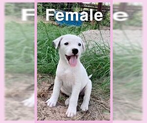 Australian Shepherd-Jack Russell Terrier Mix Dogs for adoption in Garland, TX, USA
