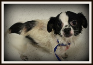 Chiranian Dogs for adoption in Missouri City, TX, USA