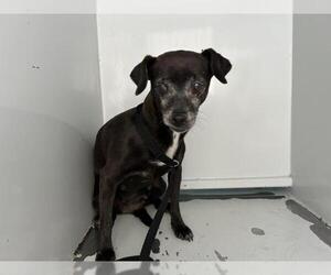 Chihuahua-Unknown Mix Dogs for adoption in Visalia, CA, USA