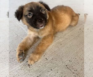 Shepradors Dogs for adoption in Brewster, NY, USA