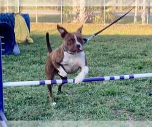 Bull-Boxer Dogs for adoption in Sarasota, FL, USA