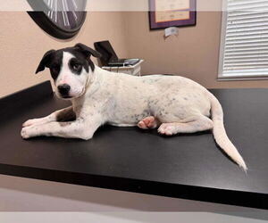 Mutt Dogs for adoption in NYC, NY, USA