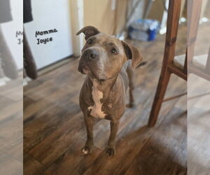 American Pit Bull Terrier-Unknown Mix Dogs for adoption in Oakhurst, NJ, USA