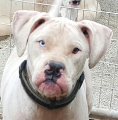 American Bulldog Dogs for adoption in Tuttle, OK, USA