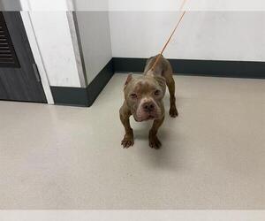 American Pit Bull Terrier Dogs for adoption in Corona, CA, USA
