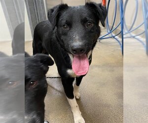 Border Collie-Unknown Mix Dogs for adoption in Sacramento, CA, USA