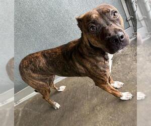 Mutt Dogs for adoption in Baytown, TX, USA