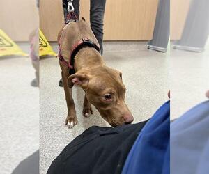 American Pit Bull Terrier-Vizsla Mix Dogs for adoption in Louisville, KY, USA