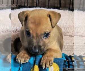 Labrador Retriever-Unknown Mix Dogs for adoption in Aurora, IN, USA
