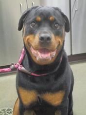Medium Photo #1 Rottweiler Puppy For Sale in Colfax, IL, USA