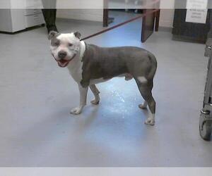 American Pit Bull Terrier Dogs for adoption in Fayetteville, NC, USA