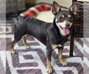 Rat Terrier-Unknown Mix Dogs for adoption in Cuba, NY, USA