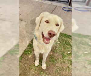Golden Retriever-Unknown Mix Dogs for adoption in Tulsa, OK, USA