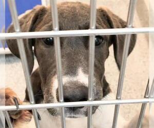 Labrador Retriever Dogs for adoption in Houston, TX, USA