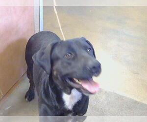 Labrador Retriever-Unknown Mix Dogs for adoption in Sacramento, CA, USA
