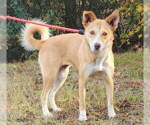 Siberian Husky-Unknown Mix Dogs for adoption in Wetumpka, AL, USA
