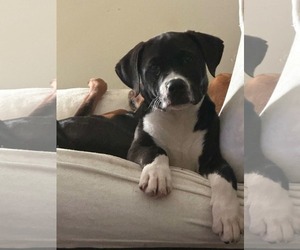 American Bulldog-Unknown Mix Dogs for adoption in Oakhurst, NJ, USA