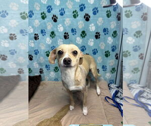 Chihuahua-Unknown Mix Dogs for adoption in Chico, CA, USA
