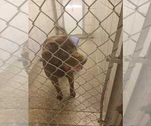 Labrador Retriever Dogs for adoption in Rock Springs, WY, USA
