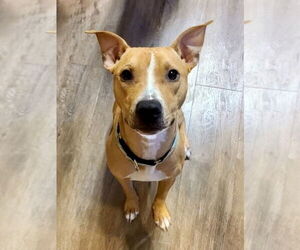 American Pit Bull Terrier-Unknown Mix Dogs for adoption in Wesley Chapel, SC, USA