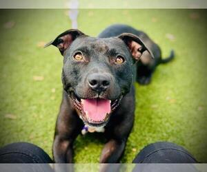American Pit Bull Terrier Dogs for adoption in Orlando, FL, USA