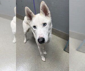 Siberian Husky-Unknown Mix Dogs for adoption in Las Vegas, NV, USA