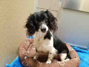 Medium Photo #1 Dachshund Puppy For Sale in Fairfield, CA, USA
