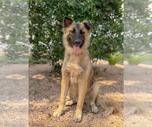 German Shepherd Dog-Unknown Mix Dogs for adoption in PIPE CREEK, TX, USA