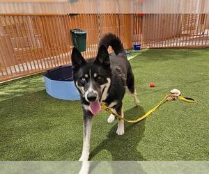 German Shepherd Dog-Unknown Mix Dogs for adoption in Las Vegas, NV, USA