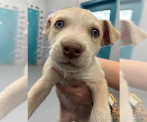 Huskies -Unknown Mix Dogs for adoption in Waco, TX, USA