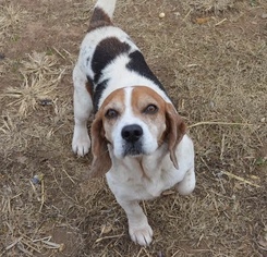 Medium Photo #1 Beagle Puppy For Sale in Brownsboro, AL, USA