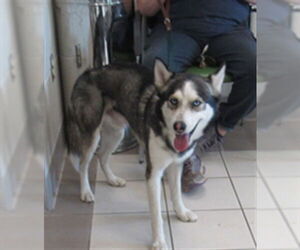 Siberian Husky Dogs for adoption in Derwood, MD, USA