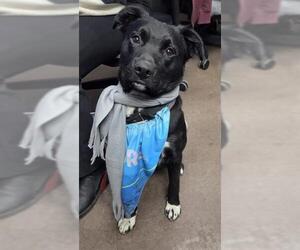 Border Collie-Unknown Mix Dogs for adoption in San Antonio, TX, USA