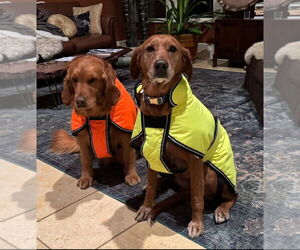 Golden Retriever Dogs for adoption in Croydon, NH, USA