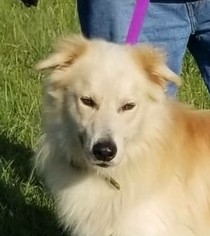 Gollie Dogs for adoption in Fredericksburg, VA, USA