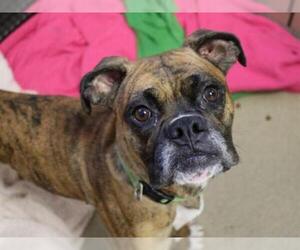 Boxer Dogs for adoption in Fort Wayne, IN, USA