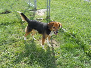 Beagle Dogs for adoption in Lewisburg, WV, USA