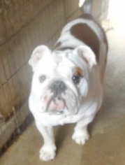 Bulldog Dogs for adoption in Yucaipa, CA, USA
