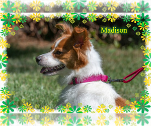 Medium Photo #1 Papillon-Unknown Mix Puppy For Sale in New Castle DE, DE, USA
