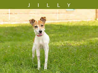 Parson Russell Terrier Dogs for adoption in Toronto, Ontario, Canada