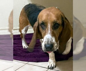 Basset Hound Dogs for adoption in Deepwater, NJ, USA