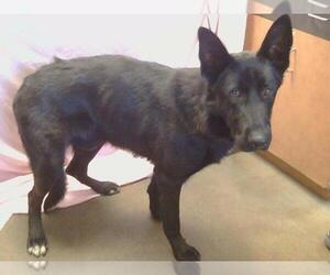 German Shepherd Dog-Unknown Mix Dogs for adoption in Sacramento, CA, USA