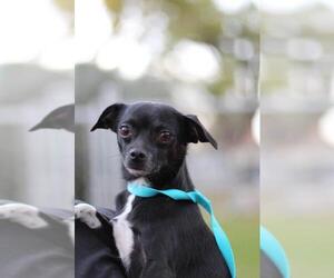 Chug Dogs for adoption in Fresno, CA, USA