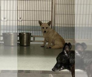 Chihuahua Dogs for adoption in South Lake Tahoe, CA, USA